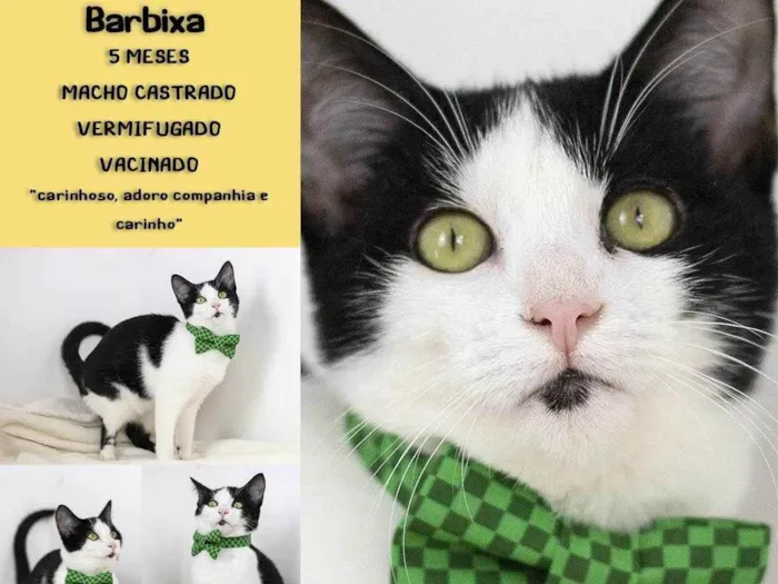 Gato ra a Frajolinha SDR idade 2 a 6 meses nome Max (barbixa) 