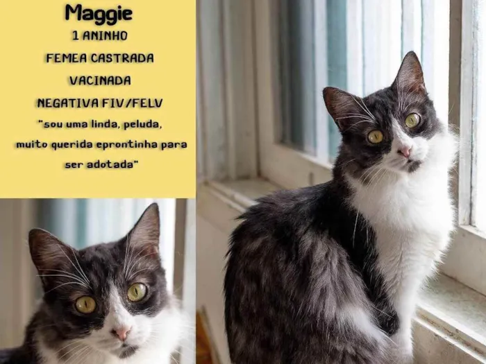 Gato ra a Frajolinha SDR idade 1 ano nome Maggie