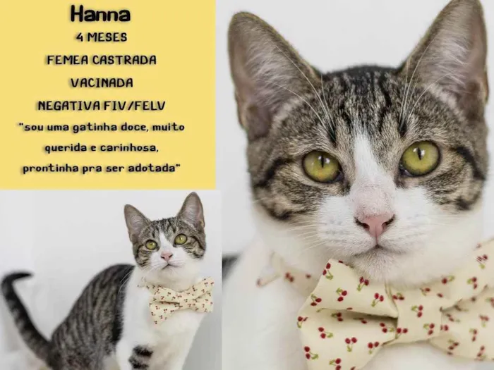 Gato ra a SRD - SEM RAÇA DEFINIDA idade 2 a 6 meses nome Hanna