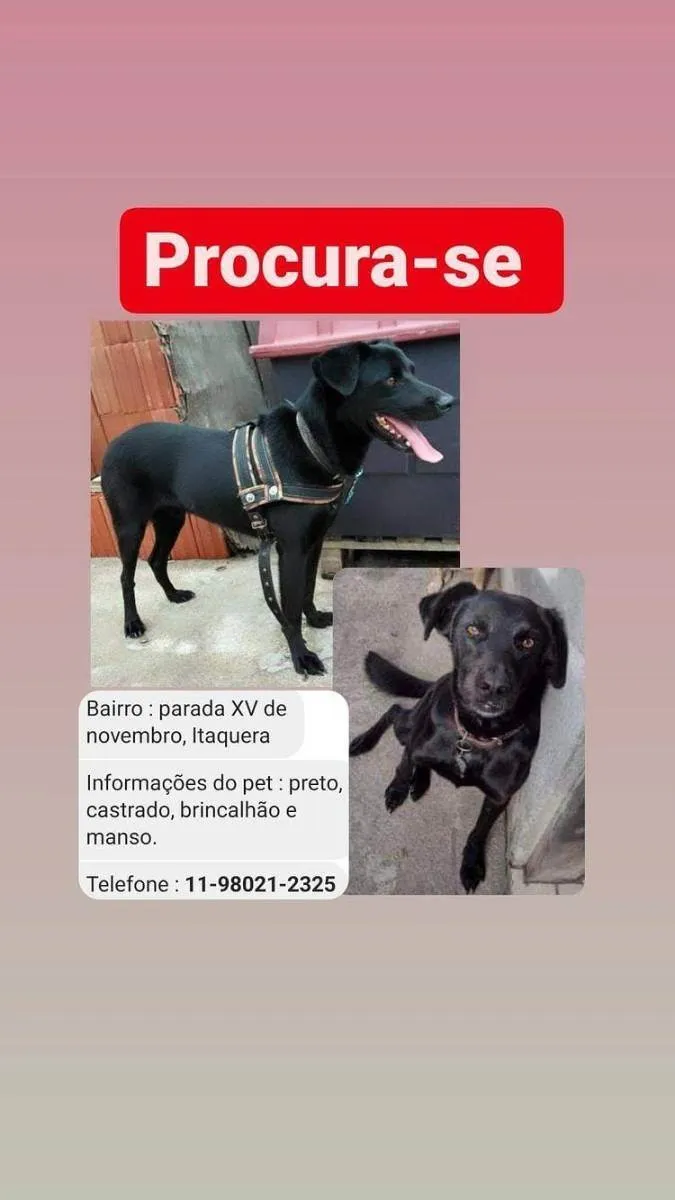 Cachorro ra a SRD idade 5 anos nome Lupo