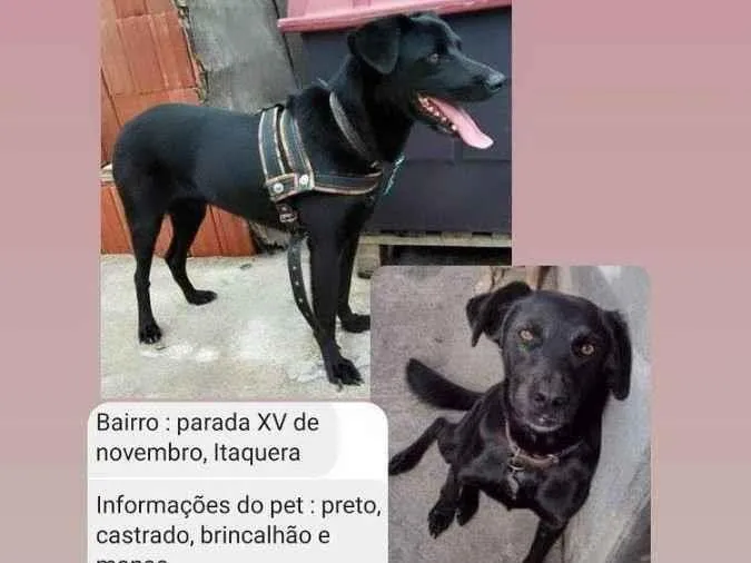 Cachorro ra a SRD idade 5 anos nome Lupo