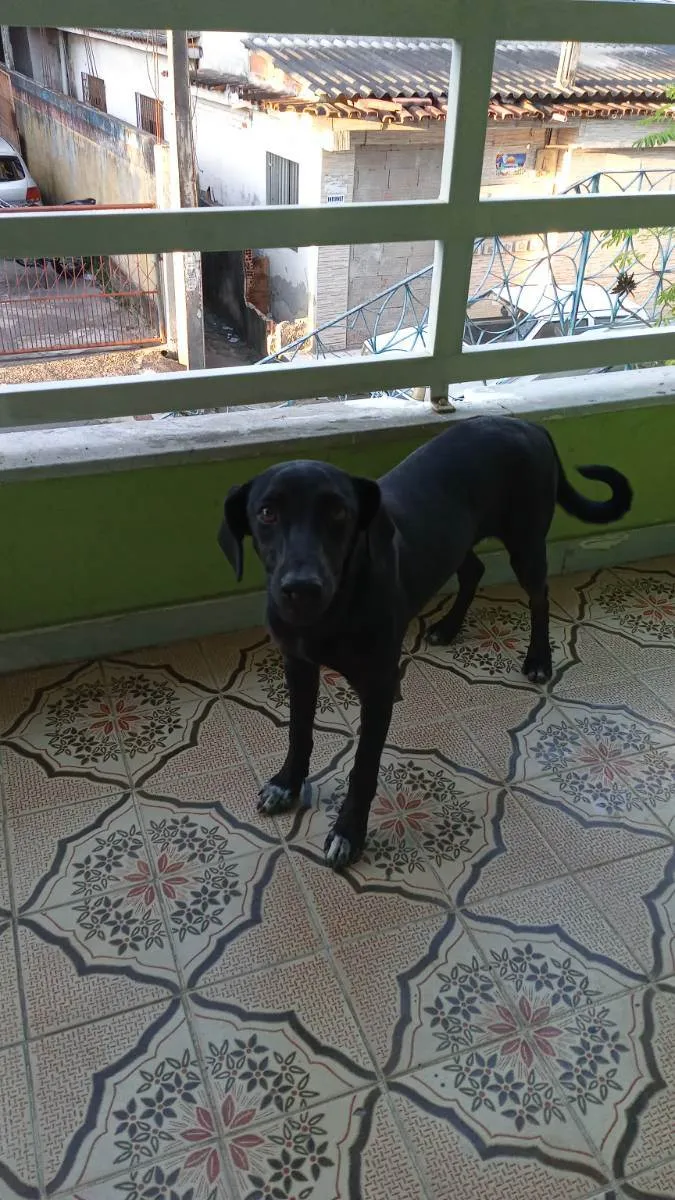 Cachorro ra a Viralata idade 7 a 11 meses nome Crital