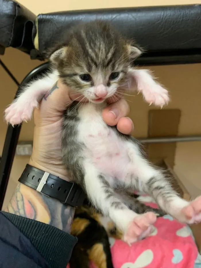 Gato ra a SRD idade Abaixo de 2 meses nome Madalena