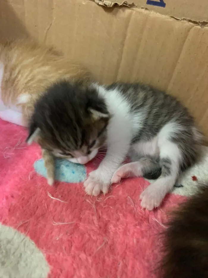 Gato ra a SRD idade Abaixo de 2 meses nome Madalena