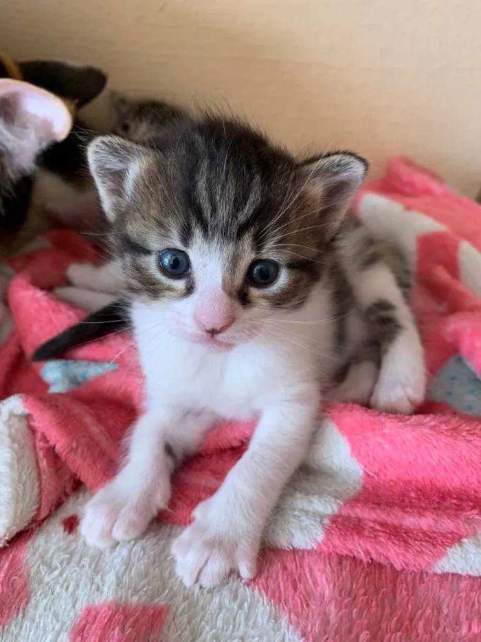 Gato ra a SRD idade Abaixo de 2 meses nome Madalena