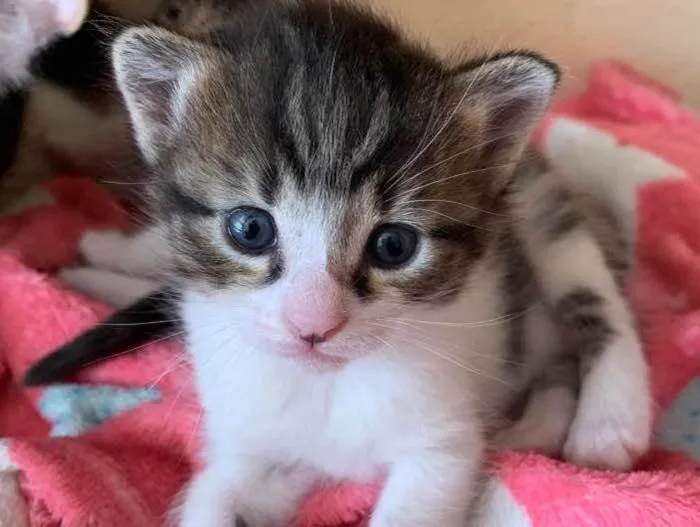 Gato ra a SRD idade Abaixo de 2 meses nome Madalena