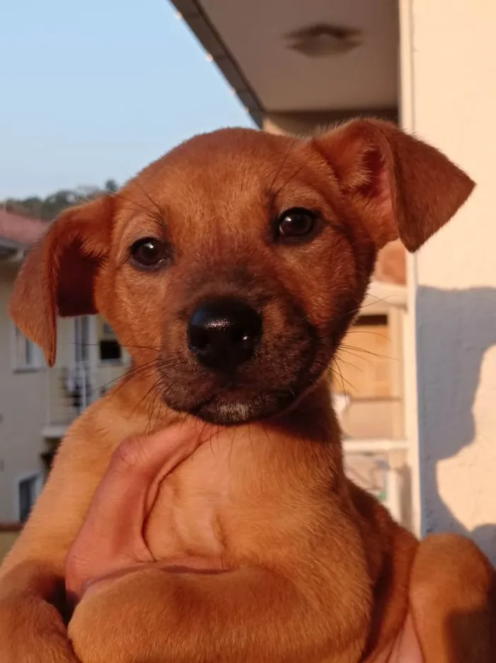 Cachorro ra a Chow Chow com Golden  idade 2 a 6 meses nome Ducky 