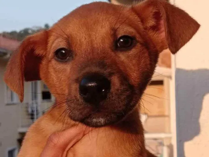 Cachorro ra a Chow Chow com Golden  idade 2 a 6 meses nome Ducky 