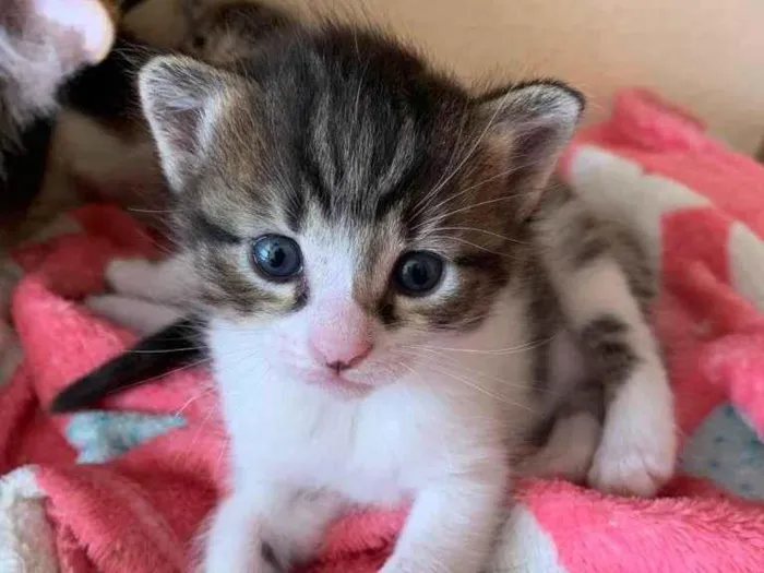 Gato ra a SRD idade Abaixo de 2 meses nome Madalena
