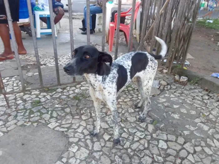 Cachorro ra a SRD idade 2 anos nome Nina Pintada