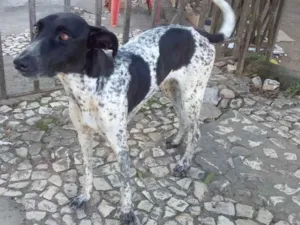 Cachorro raça SRD idade 2 anos nome Nina Pintada