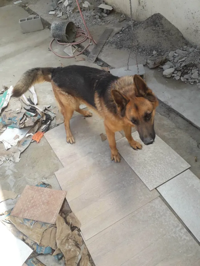 Cachorro raça Pastor Alemão  capa preta idade 3 anos nome Thor