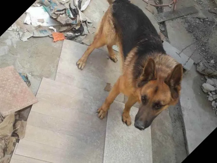 Cachorro raça Pastor Alemão  capa preta idade 3 anos nome Thor