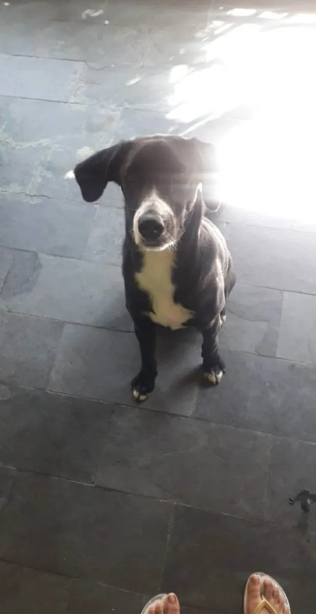 Cachorro ra a Mertis idade 2 a 6 meses nome Pandol