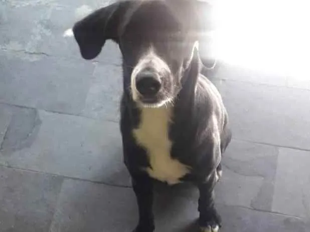 Cachorro ra a Mertis idade 2 a 6 meses nome Pandol