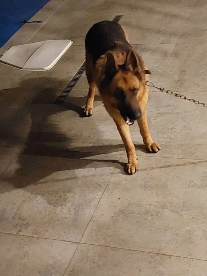 Cachorro raça Pastor Alemão  capa preta idade 3 anos nome Thor