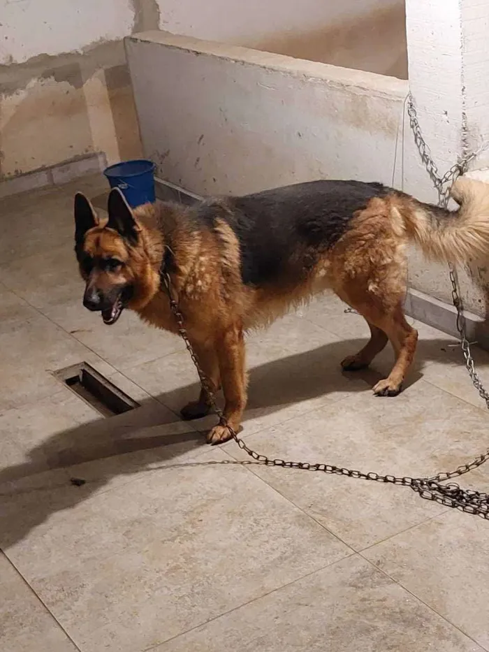 Cachorro raça Pastor Alemão  capa preta idade 3 anos nome Thor