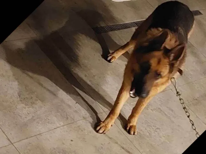 Cachorro raça Pastor Alemão  capa preta idade 3 anos nome Thor