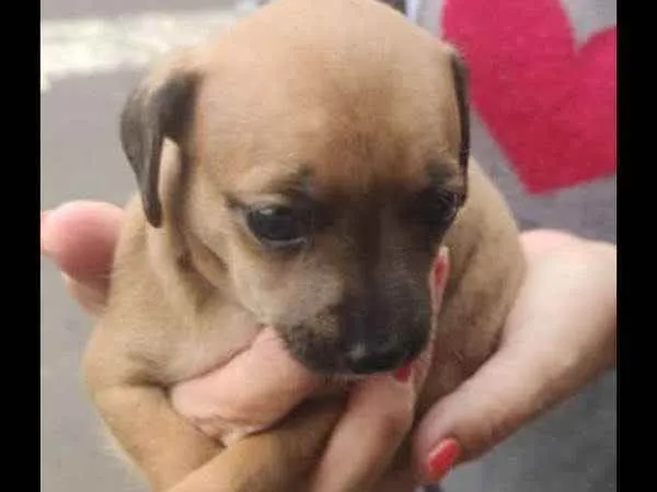 Cachorro ra a Viralata  idade Abaixo de 2 meses nome Mel
