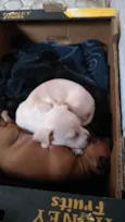 Yuki