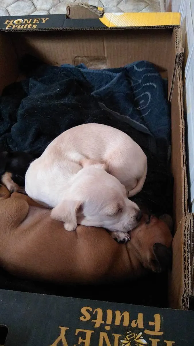Cachorro ra a Viralata  idade Abaixo de 2 meses nome Yuki