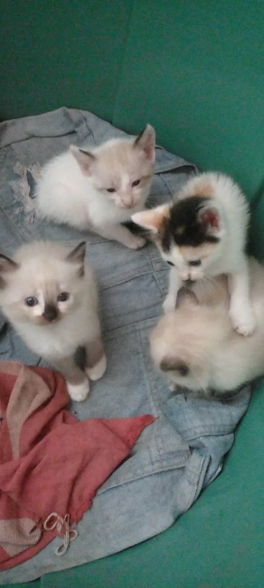 Gato ra a Siamês  idade 2 a 6 meses nome Sem nomes 