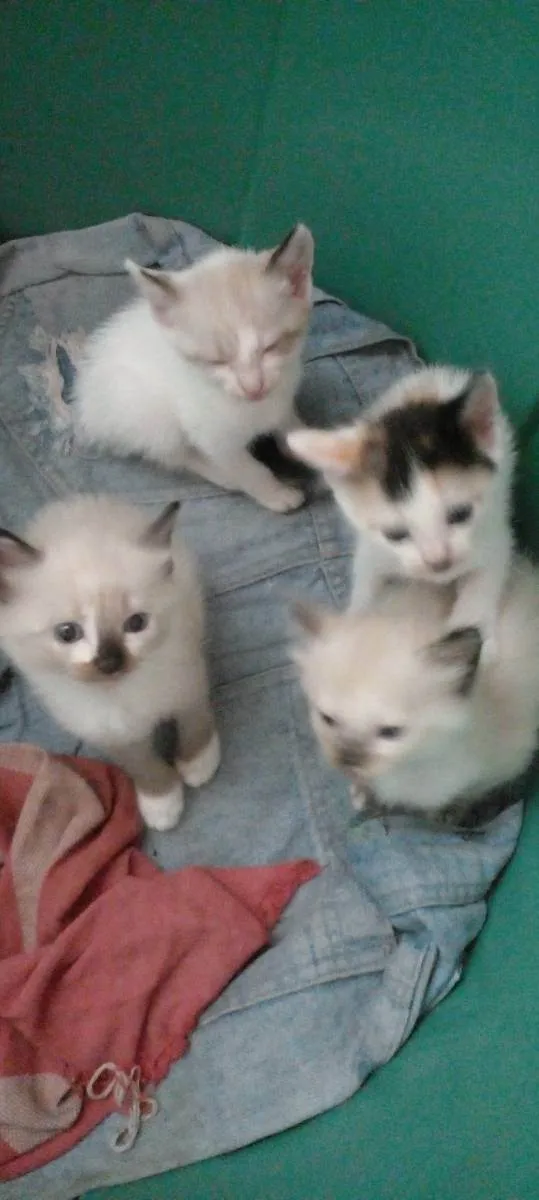 Gato ra a Siamês  idade 2 a 6 meses nome Sem nomes 