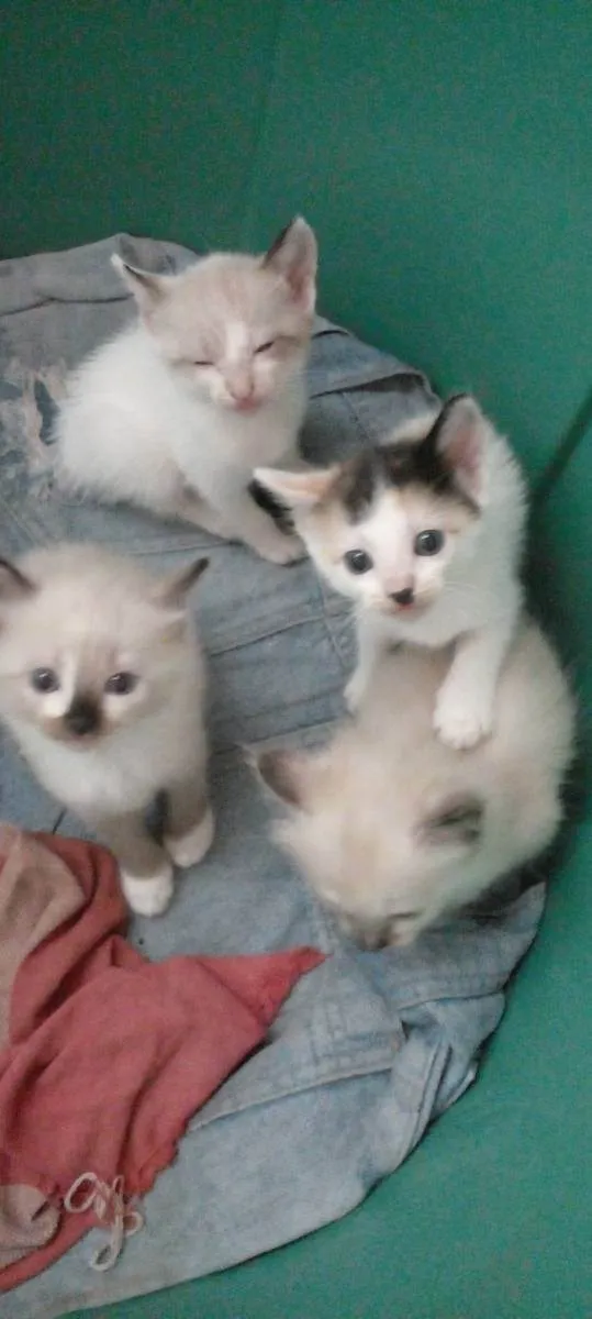 Gato ra a Siamês  idade 2 a 6 meses nome Sem nomes 