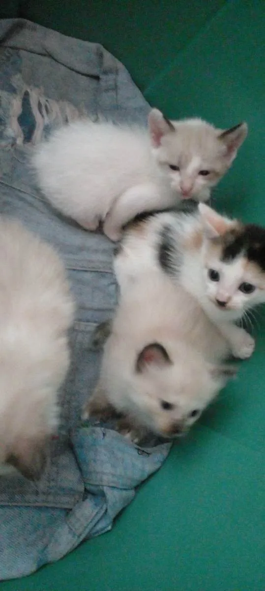 Gato ra a Siamês  idade 2 a 6 meses nome Sem nomes 