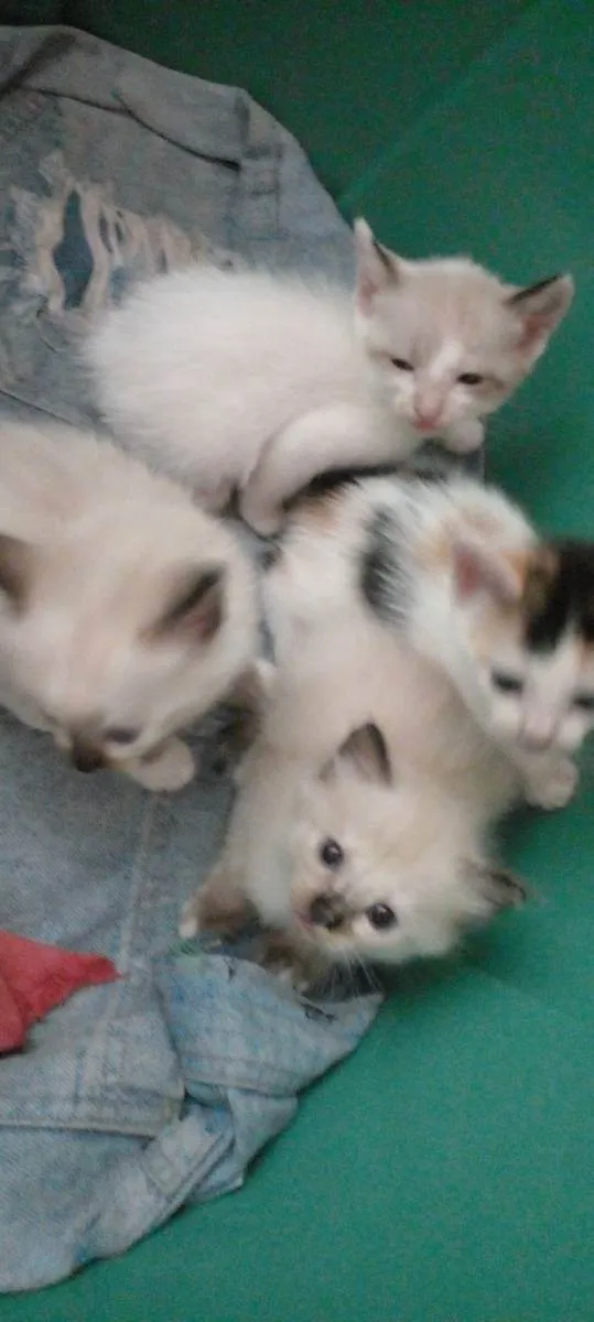 Gato ra a Siamês  idade 2 a 6 meses nome Sem nomes 