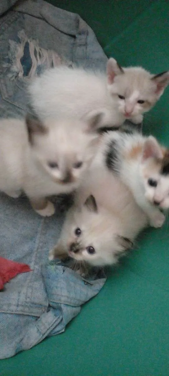 Gato ra a Siamês  idade 2 a 6 meses nome Sem nomes 