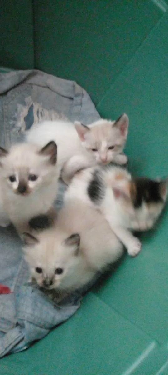 Gato ra a Siamês  idade 2 a 6 meses nome Sem nomes 