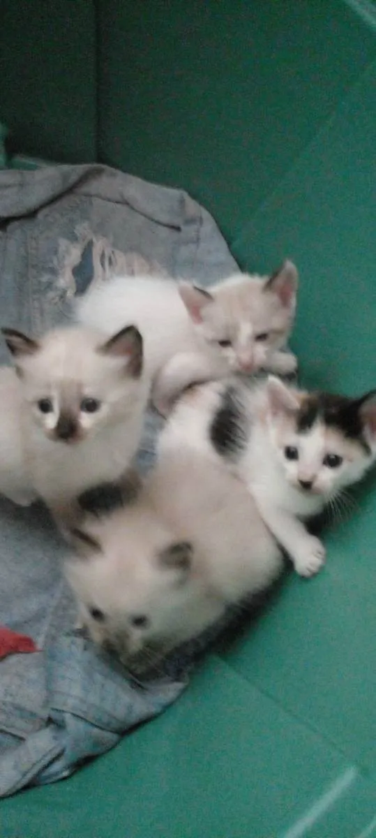 Gato ra a Siamês  idade 2 a 6 meses nome Sem nomes 