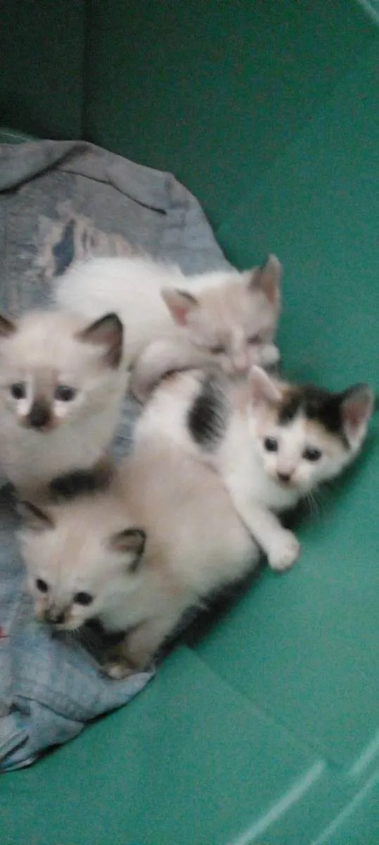 Gato ra a Siamês  idade 2 a 6 meses nome Sem nomes 