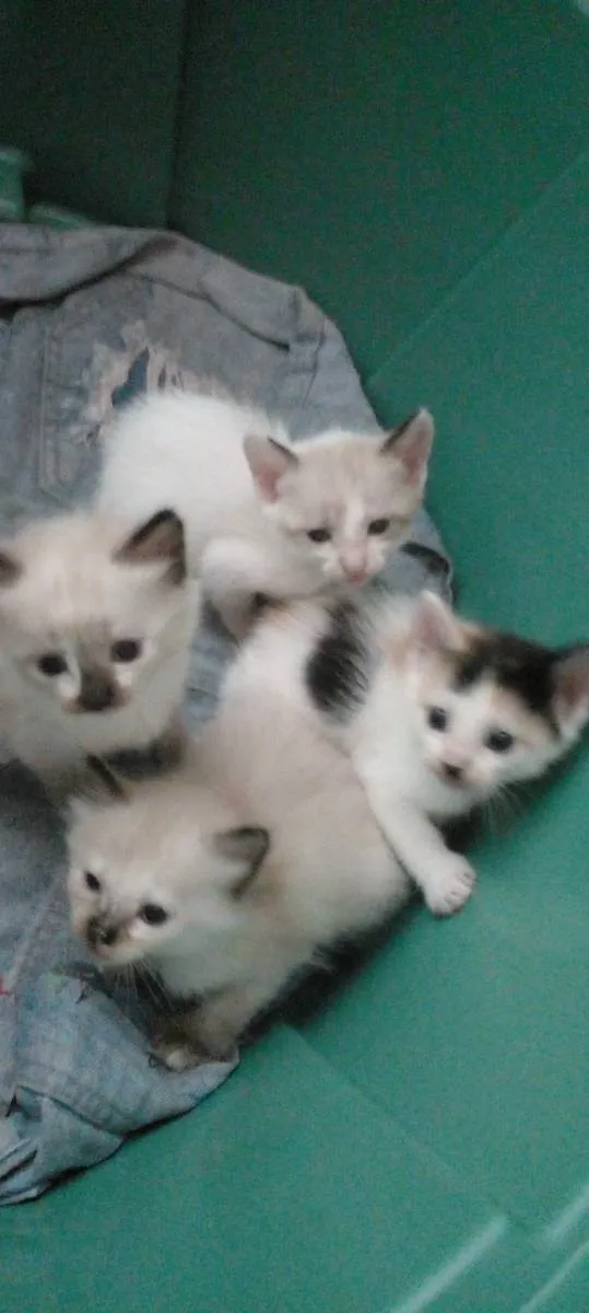 Gato ra a Siamês  idade 2 a 6 meses nome Sem nomes 