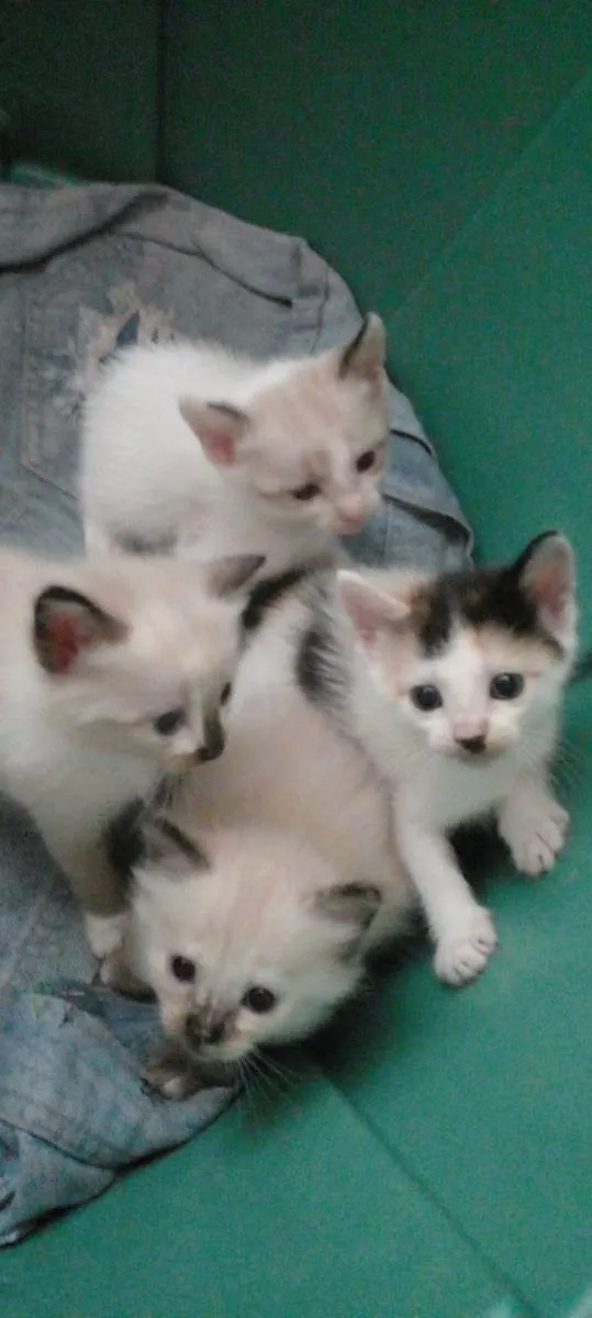 Gato ra a Siamês  idade 2 a 6 meses nome Sem nomes 