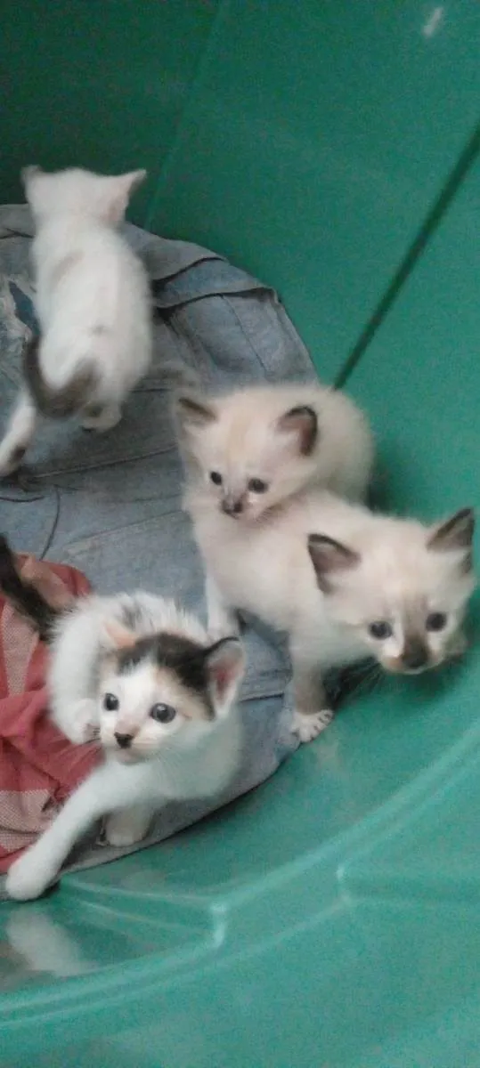 Gato ra a Siamês  idade 2 a 6 meses nome Sem nomes 