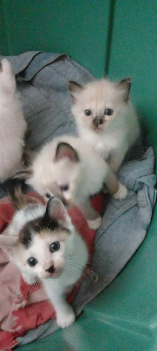 Gato ra a Siamês  idade 2 a 6 meses nome Sem nomes 