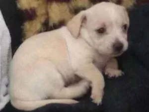 Cachorro raça Viralata  idade Abaixo de 2 meses nome Yuki