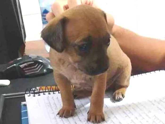 Cachorro ra a Viralata  idade Abaixo de 2 meses nome Mel