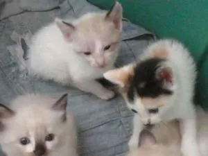 Gato raça Siamês  idade 2 a 6 meses nome Sem nomes 