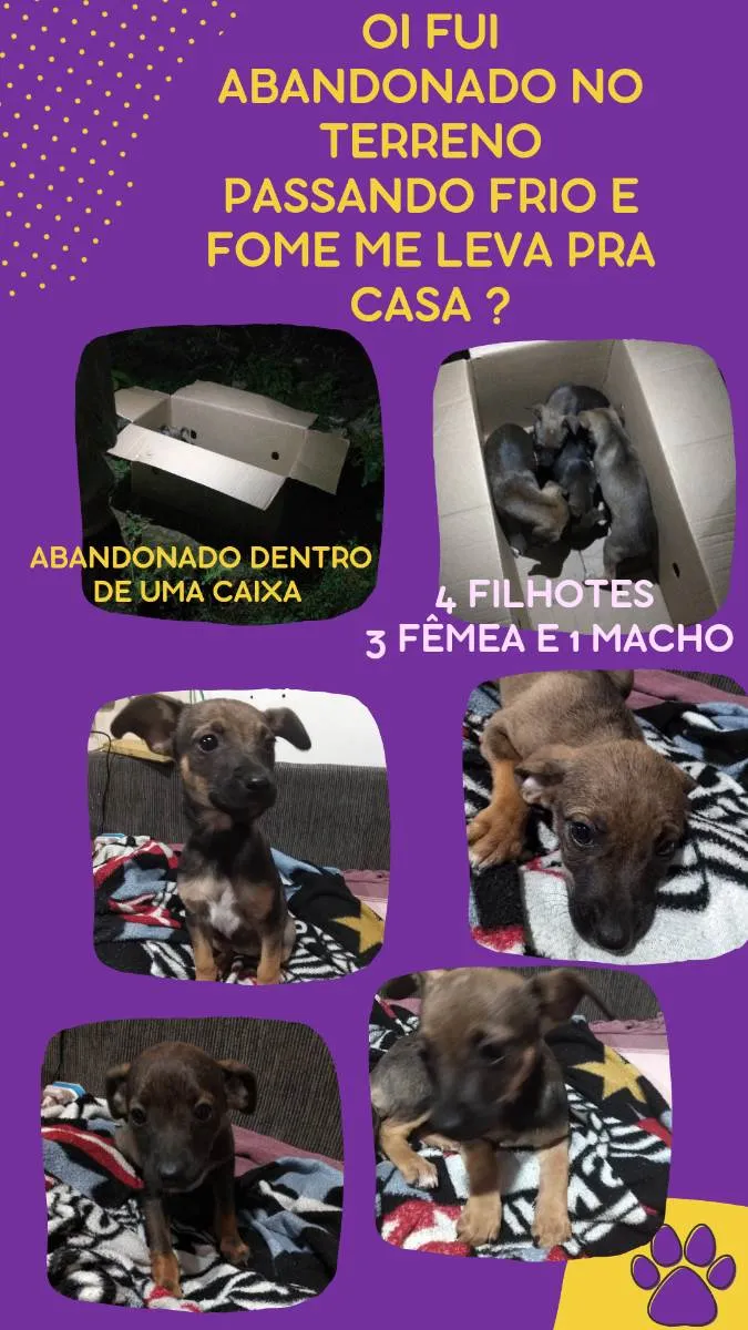 Cachorro ra a Não definida idade  nome Sem nome 