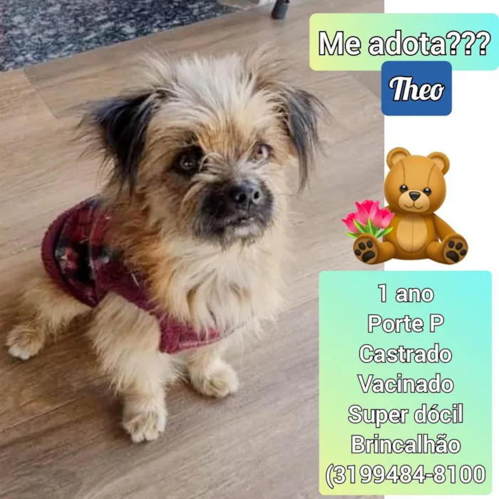 Cachorro raça SRD idade 1 ano nome Theo