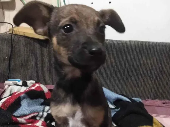 Cachorro ra a Não definida idade  nome Sem nome 