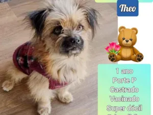 Cachorro raça SRD idade 1 ano nome Theo