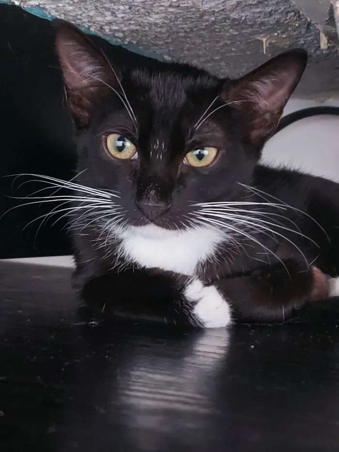 Gato raça Sem raça definida  idade 2 a 6 meses nome Meg - CASTRADA