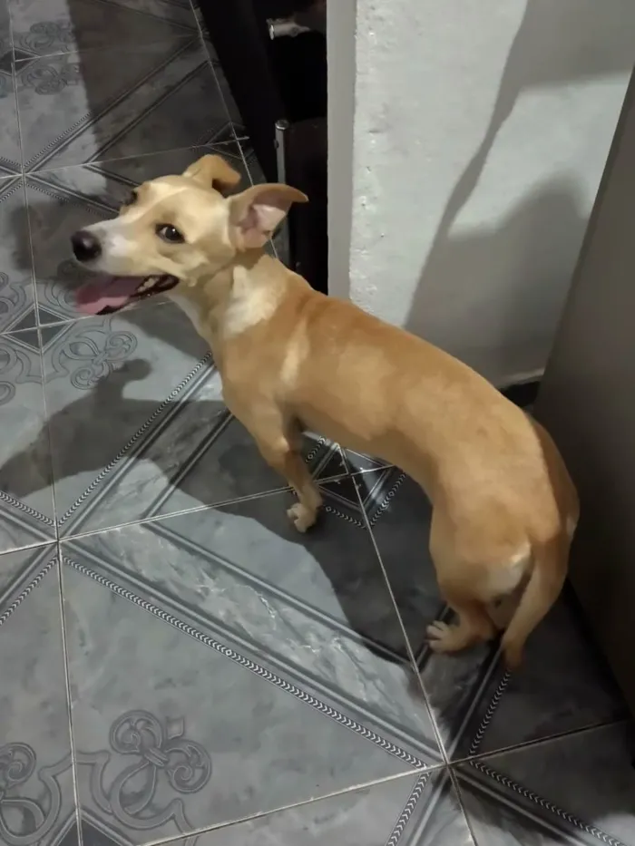 Cachorro raça Misturada idade 3 anos nome Sunny