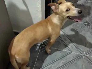 Cachorro raça Misturada idade 3 anos nome Sunny