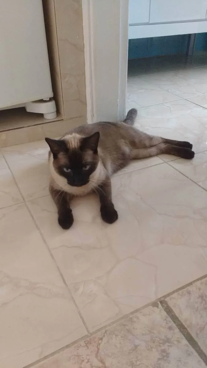 Gato ra a Siamês  idade 6 ou mais anos nome Nabu