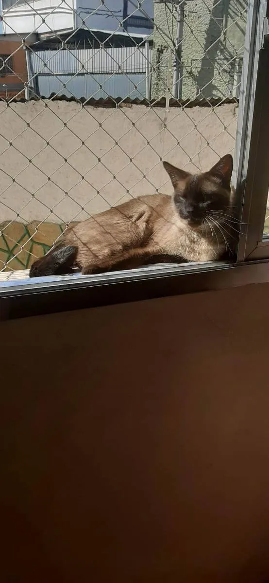 Gato ra a Siamês  idade 6 ou mais anos nome Nabu